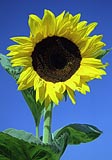 Sunflower, Istria, Croatia