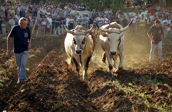 Kanfanar Cattle Fair