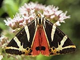Butterfly, Croatia