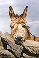 Donkey on Aran Islands